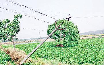 झाड़ियों से घिरा ट्रांसफार्मर, झुका बिजली का पोल बना खतरा