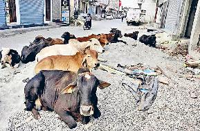 रादौर की सड़कों पर बेसहारा गोवंशजों ने जमाया कब्जा