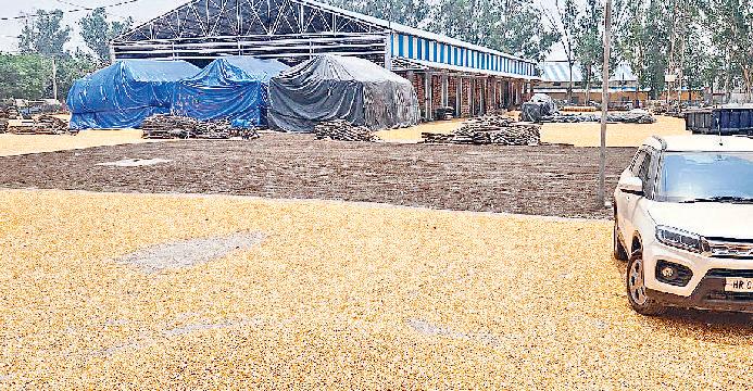 मक्की-सूरजमुखी लेकर आ रहे किसान हो रहे परेशान मंडी से अभी तक गेहूं का नहीं हो पाया उठान