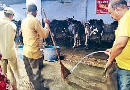 निगम की टीम व स्वयंसेवी संस्थाओं के सदस्यों ने गोशाला में की सफाई