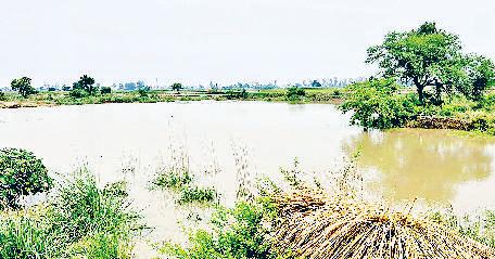 लिंडा नाला और सरस्वती की सभी शाखाओं को किया जा रहा है रिवाइव : धुमन सिंह