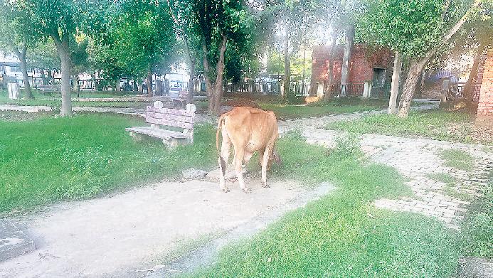 परेशानी घनी झाड़ियों की वजह से सांप व अन्य जानवरों का खतरा, शौचालय पर भी ताला बदहाली पर आंसू बहा रहा है पार्क बेसहारा पशुओं ने कब्जाया, अब बच्चे व बुजुर्ग आने से लगे डरने