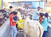 गोमाताओं को दलिया, घीया तरबूज व हरा-चारा खिलाया