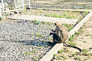 बंदरों को भगाने के लिए कंपनी में बंधक बनाकर रखा लंगूर तो जीव प्रेमी हुए नाराज