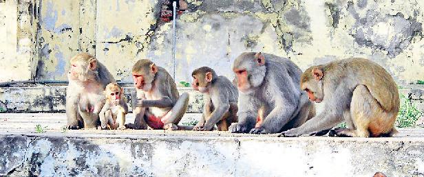 शहर में बंदरों के उत्पात से लोग परेशान