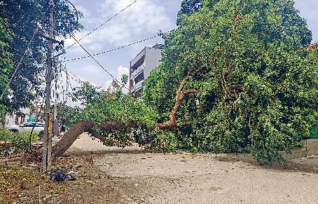 अनदेखी के कारण सेक्टर-6 में उखड़ गया पेड़