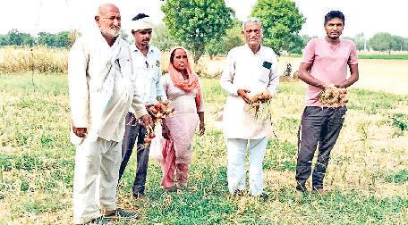 योजनाओं का लाभ लेकर किसान बन रहे आत्मनिर्भरः नांगल के किसान गजेंद्र सिंह व रोशनलाल ने नकदी फसलों को अपनाया