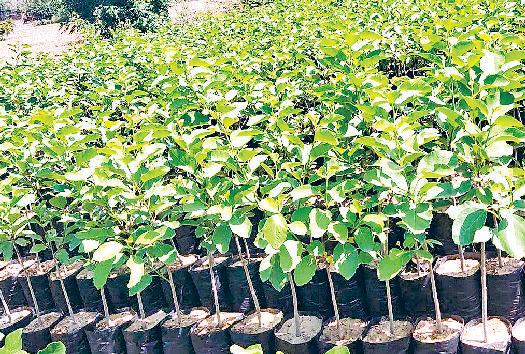 पर्यावरण संरक्षण के लिए वन विभाग की पहलः इस बार 7.40 लाख पौधे तैयार करने का लक्ष्य