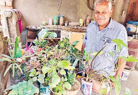 एडवोकेट कृष्ण शर्मा ने नर्सरी में तब्दील कर दिया घर