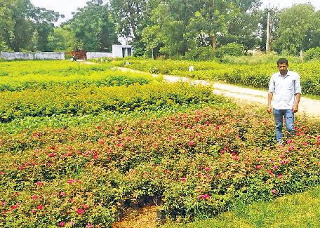 सिहमा नर्सरी में २० हजार व लहरोदा में 60 हजार पौधे तैयार
