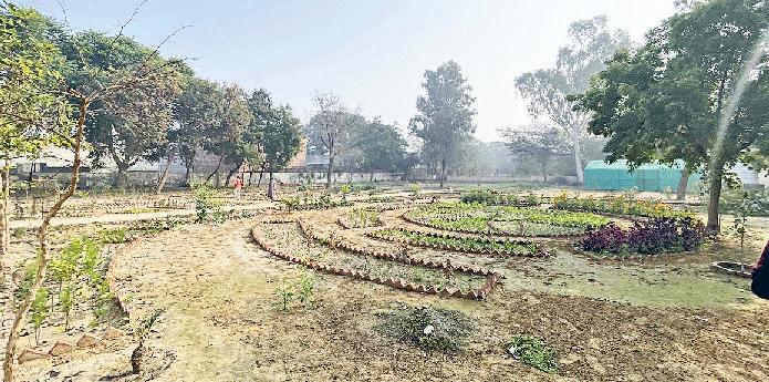 15 विद्यार्थियों ने विभिन्न परीक्षाओं में किया विवि का नाम रोशन नई ऊंचाइयां छू रहा है सीडीएलयू का बॉटनी विभाग