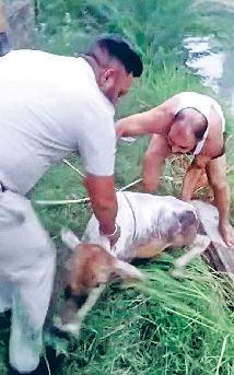नहर में बह रही गाय को बचाया