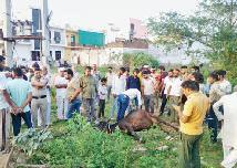 पोस्टमार्टम रिपोर्ट में हो गया खुलासा जहरीले पानी से हुई गायों की मौत