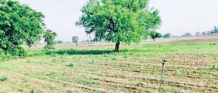 इस सप्ताह बरसात की नहीं कोई संभावना, अगले सप्ताह मौसम में परिवर्तन के आसार तापमान में आधा डिग्री की गिरावट, गर्मी से नहीं राहत