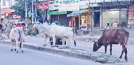 विधायक की पत्नी सविता यादव व एडवोकेट निशांत यादव ने किया नेतृत्व मॉडल टाउन से पुराना कोर्ट रोड पर चला सफाई अभियान, जेसीबी से साफ करवाई खरपतवार