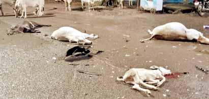 तेज रफ्तार कार की चपेट में आईं सड़क पर बैठीं गायें