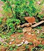 मां बम्लेश्वरी पहाड़ी से नई सीढ़ियों के पास चट्टान गिरी, कई पेड़ धराशायी