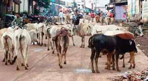 मुख्य मार्गों में आवारा मवेशियों की जमघट से नहीं मिल पा रही राहत