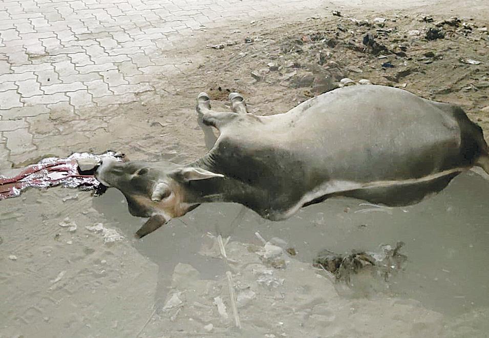 सड़क के दोनों तरफ खड़े ट्रक से बन रहा खतरनाक दुर्घटना स्पॉट