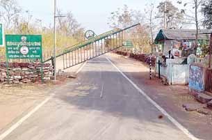 वीरांगना दुर्गावती टाइगर रिजर्व में 7 साल में 11 गुना हुए टाइगर