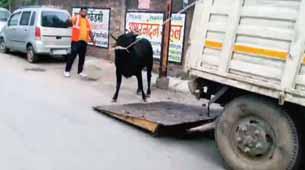 आवारा मवेशियों को पकड़ कर कांजी हाउस भेजने हांका टीम की कार्यवाही