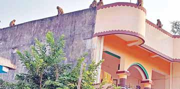 बंदरों के आतंक से लोग खासे परेशान, वन अमला शिकायतों पर नहीं दे रहा कोई ध्यान