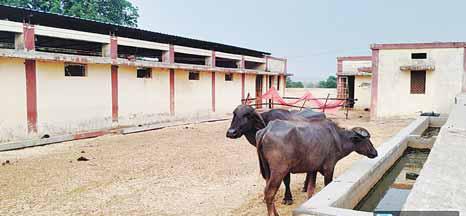 गौशाला में भ्रष्टाचारः कागजों पर गायें, हकीकत में भैंसें