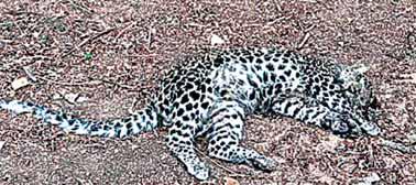 पन्ना टाइगर रिजर्व में मादा तेंदुआ शावक की मौत