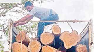 वन विभाग की टीम ने 3.5 लाख रुपए की सागौन की लकड़ी की जप्त, गड़रिया मोड़ के पास हुई कार्रवाई