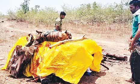 पन्ना के उत्तर वन मंडल में बाघिन की मौत