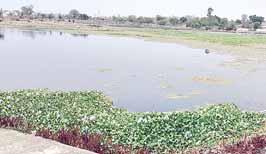 पन्ना के ऐतिहासिक तालाबों को नहीं मिला जल गंगा संवर्धन अभियान का लाभ