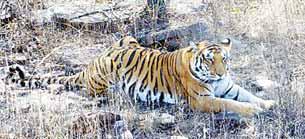 पन्ना को आबाद करने वाली सफलतम रानी बाघिन टी-2 नहीं रही सर्वाधिक शावकों को जन्म देकर पन्ना को पहुँचाया शून्य से शिखर तक