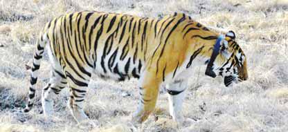 पन्ना टाईगर रिजर्व पार्क में बाघिन टी-2 का योगदान, मरणोपरान्त बाघ पुर्नस्थापना में 21 संतानों को जन्म देकर बाघों का कुनबा बढाने में बना इतिहास