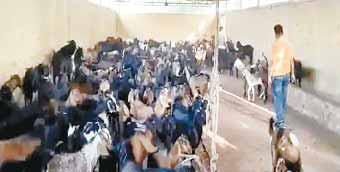 पुलिस ने बकरियों से भरा ट्रक पकड़ा, 6 गिरफ्तार