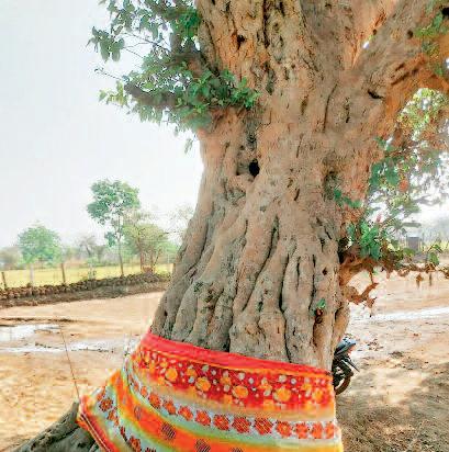 डूमर दाई पेड़ है प्रकृति, धर्म और संस्कृति का अद्भुत संगम