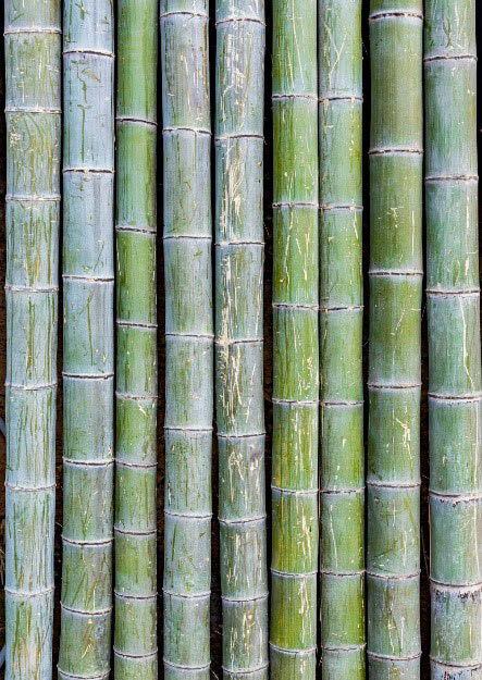 Cogeneration of Power from Sugarcane Bagasse: Technology, Efficiency, and Industrial Application