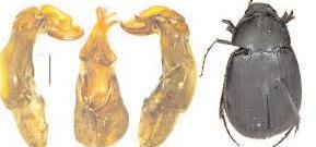 ZSI scientists discover six new Beetle species in north-east India