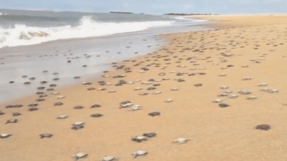 Chief Secretary Ahuja witnesses mass hatching of turtles hours after thunderstorm