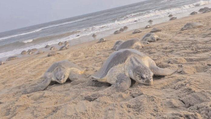 Olive Ridley turtles lay eggs in Maharashtra after Odisha; experts say feat recorded for first time