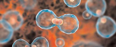 Scientists create novel method to identify healthy and cancerous cells
