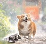 As Delhi sizzles, rising heat takes a toll on animals