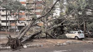 Cementing fate: Over 100 trees uprooted in Delhi storm, experts flag civic neglect