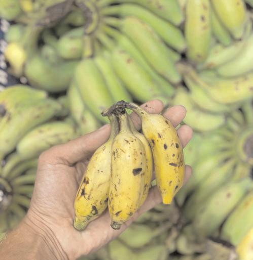 60 pc of banana growing areas hit by climate change globally; calls for more support to farmers
