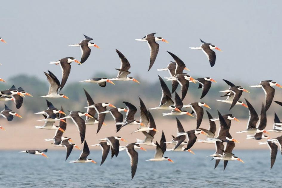 Mahanadi’s Barunighat resonates with the calls of Indian Skimmer hatchlings
