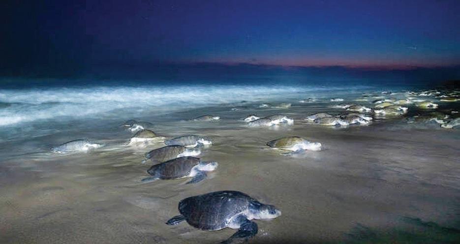 Saving the Last Shells: New Hope for Endangered Turtles