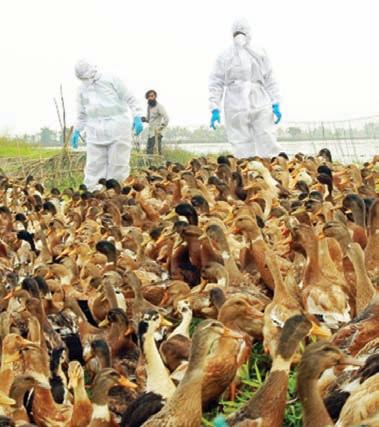 Infectious animal diseases migrating to new species, about half raise threat to humans