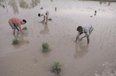 Monsoon bonanza: Agri-linked sectors to see 10-15 pc earnings growth this fiscal