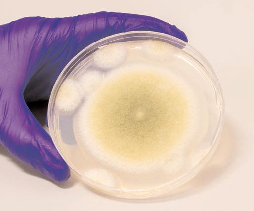 Researchers turn toxic fungus into potent anti-cancer compound