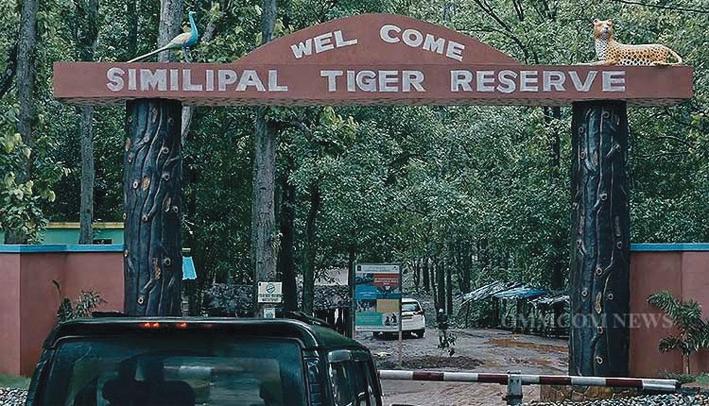 Similipal Tiger Reserve to close for tourists from July 1 for monsoon