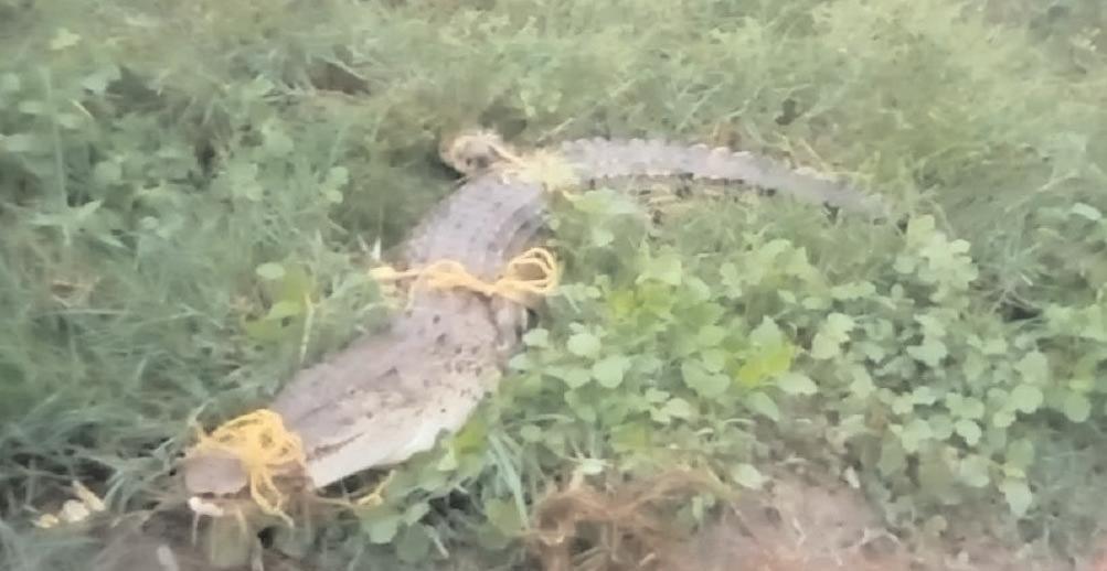 6-feet-long crocodile rescued from Kendrapara village, released in wild